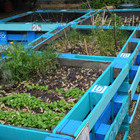 raised beds on pallets at Matznerpark 