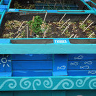 raised beds on pallets at Matznerpark 